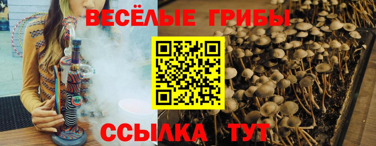 где можно купить   Галлюциногенные грибы ЛСД  Вход с VPN  Галлюциногенные грибы прущие грибы  Торжок 